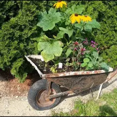 Taczka jako kwietnik: Inspiracje i praktyczne porady