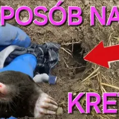 Jak złapać kreta łopatą i uniknąć nieudanych prób w ogrodzie